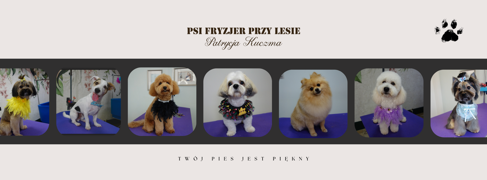 Psi Fryzjer przy Lesie, Patrycja Kuczma. Rząd psów po pielęgnacji. Twój pies jest piękny.